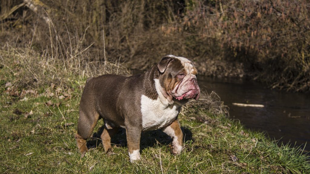 old english bulldog genesis remo rebelbullys