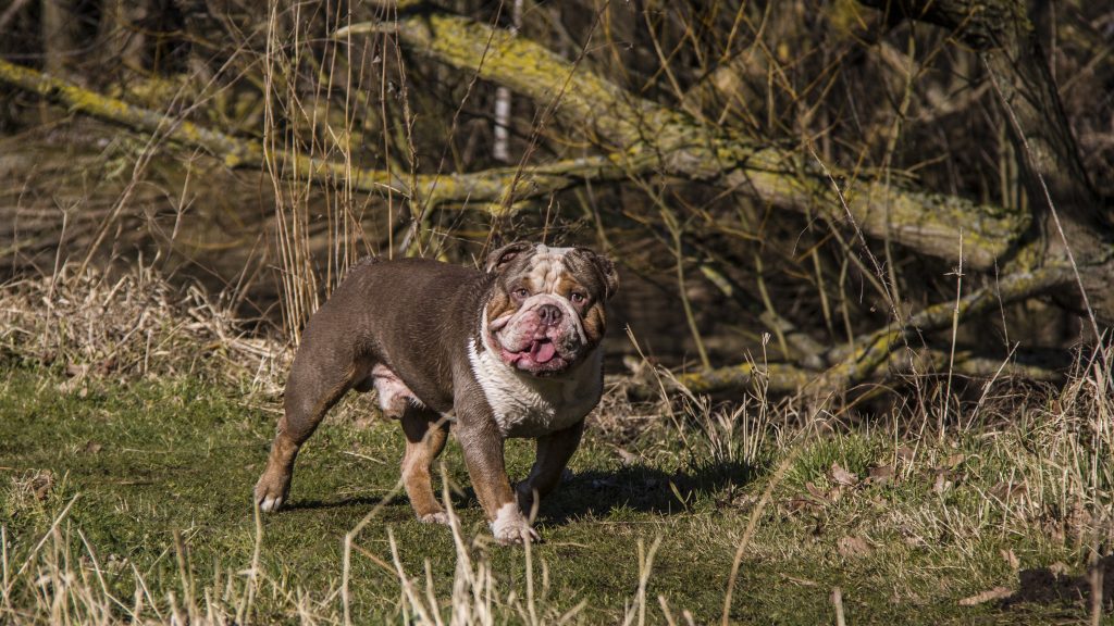 genesis remo gezonde bulldog