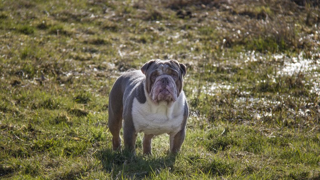 old english bulldog genesis remo rebelbullys