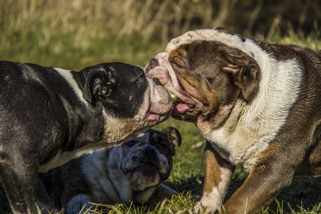 old english bulldog genesis remo rebelbullys