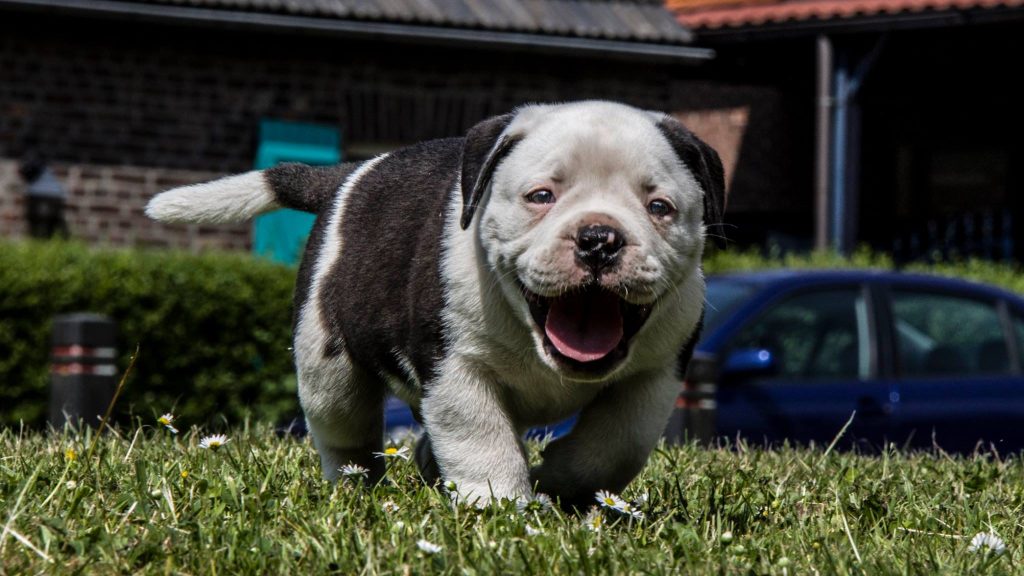 old english bulldog pup 8 weeks old