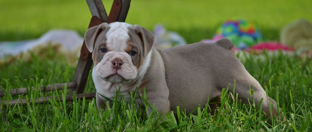 old english bulldog genesis remo rebelbullys