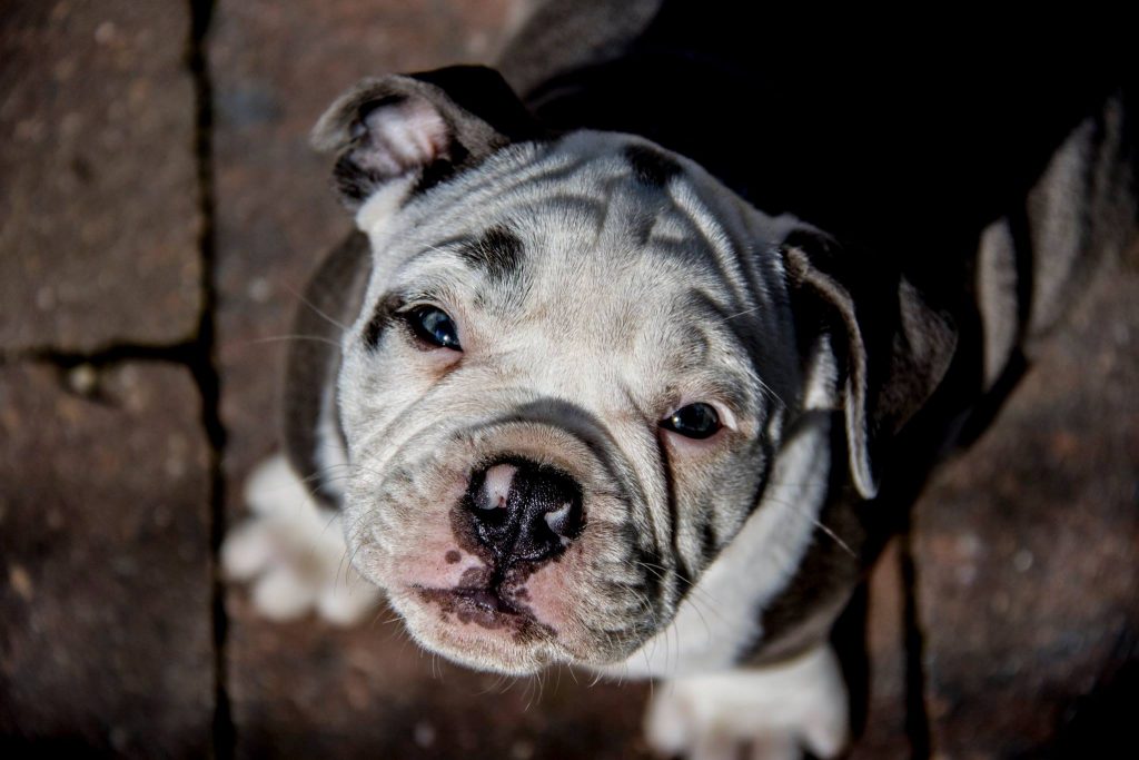 old english bulldog pup