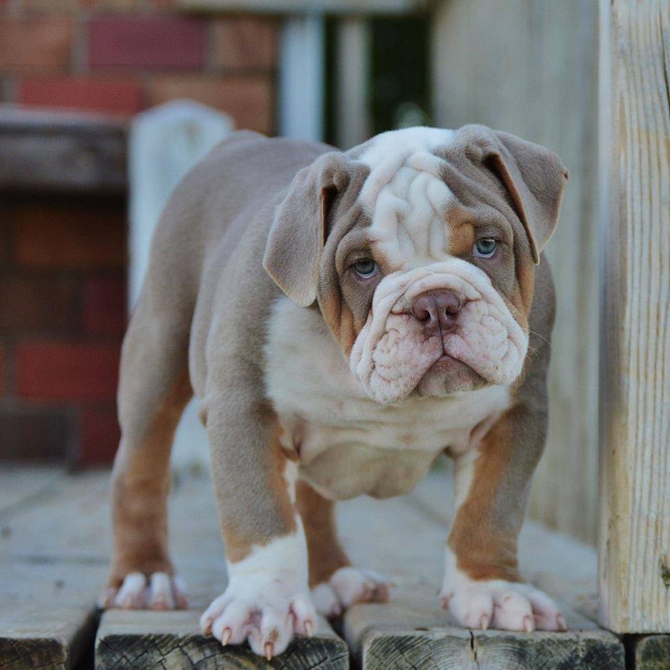 old english bulldog genesis remo rebelbullys