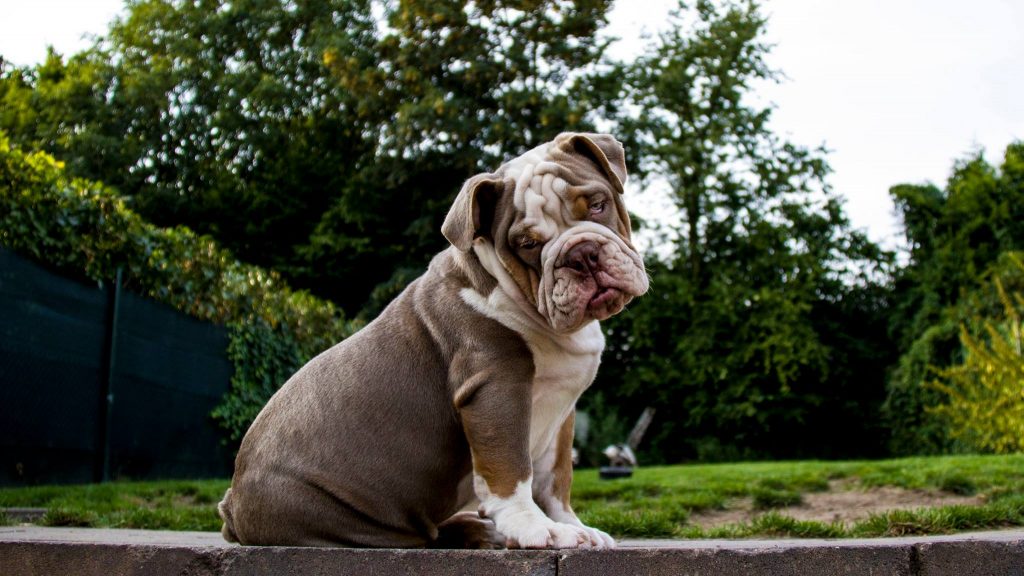 old english bulldog genesis remo rebelbullys