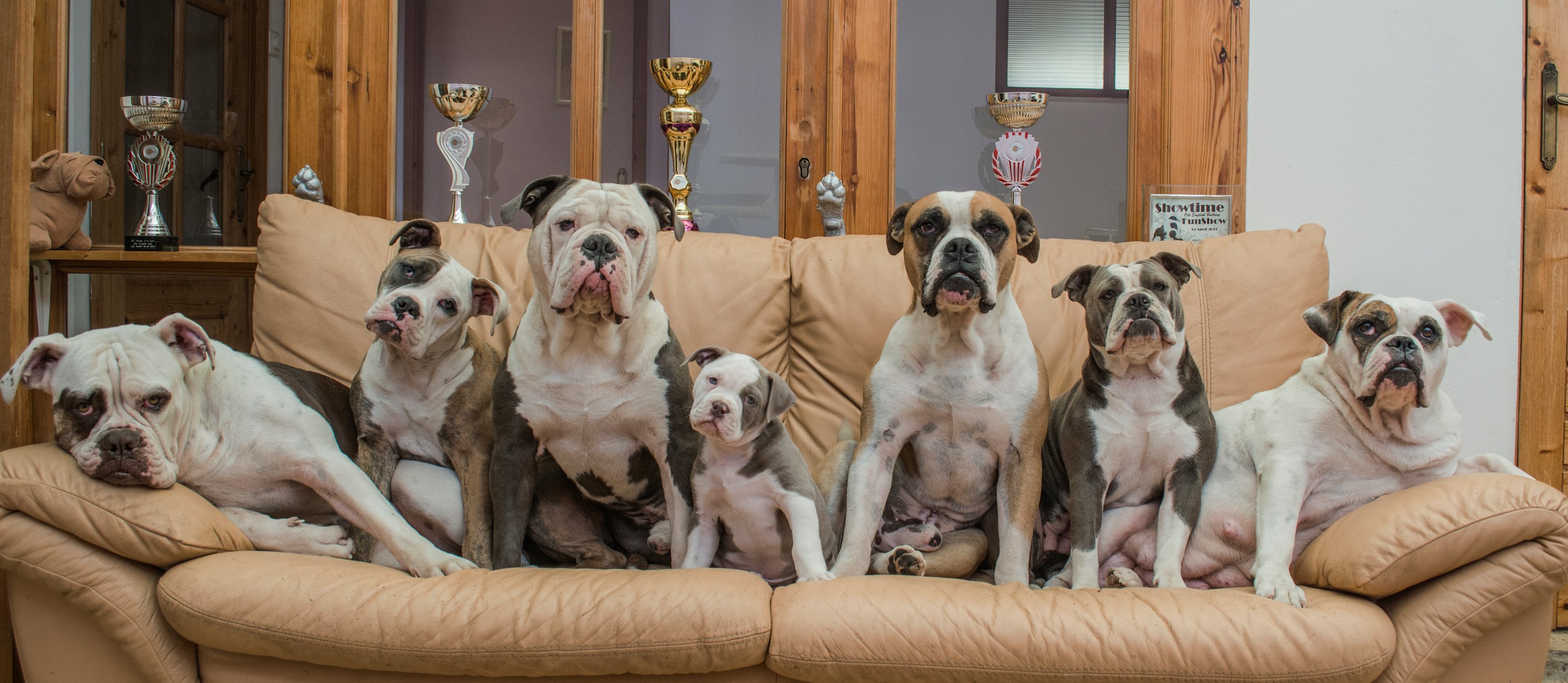 Old English Bulldog - Welkom bij RebelBullys fokker swalmen limburg