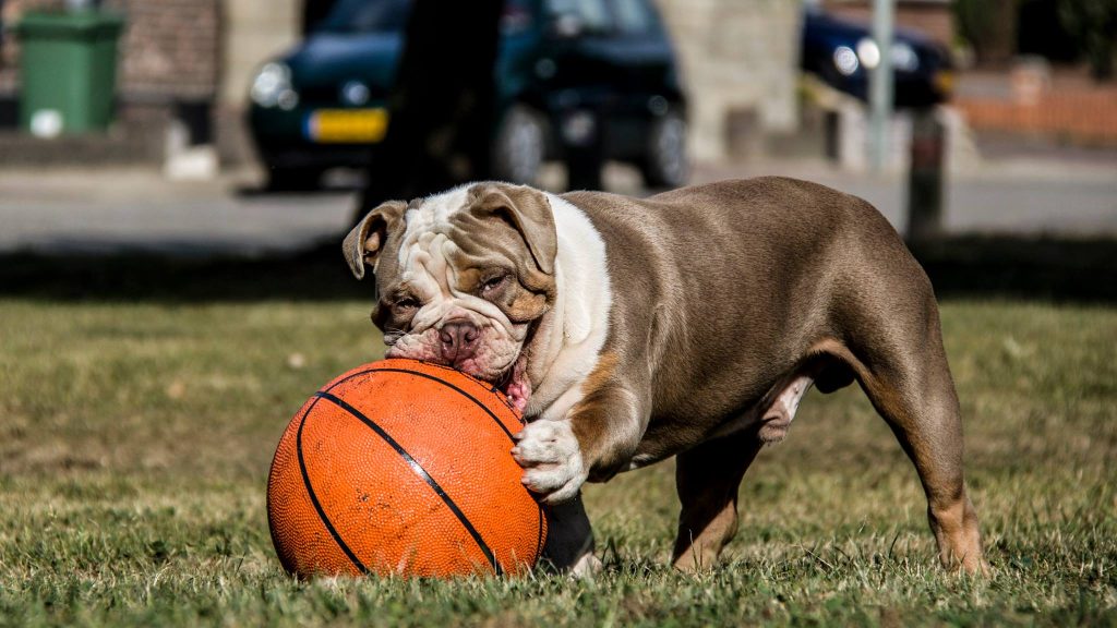 old english bulldog genesis remo rebelbullys