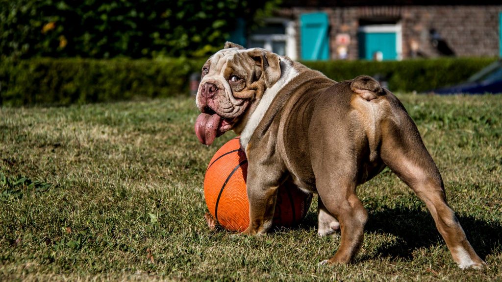 old english bulldog genesis remo rebelbullys