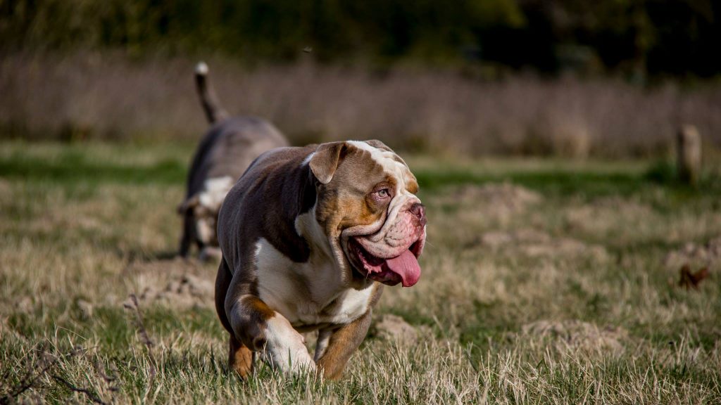 old english bulldog genesis remo rebelbullys