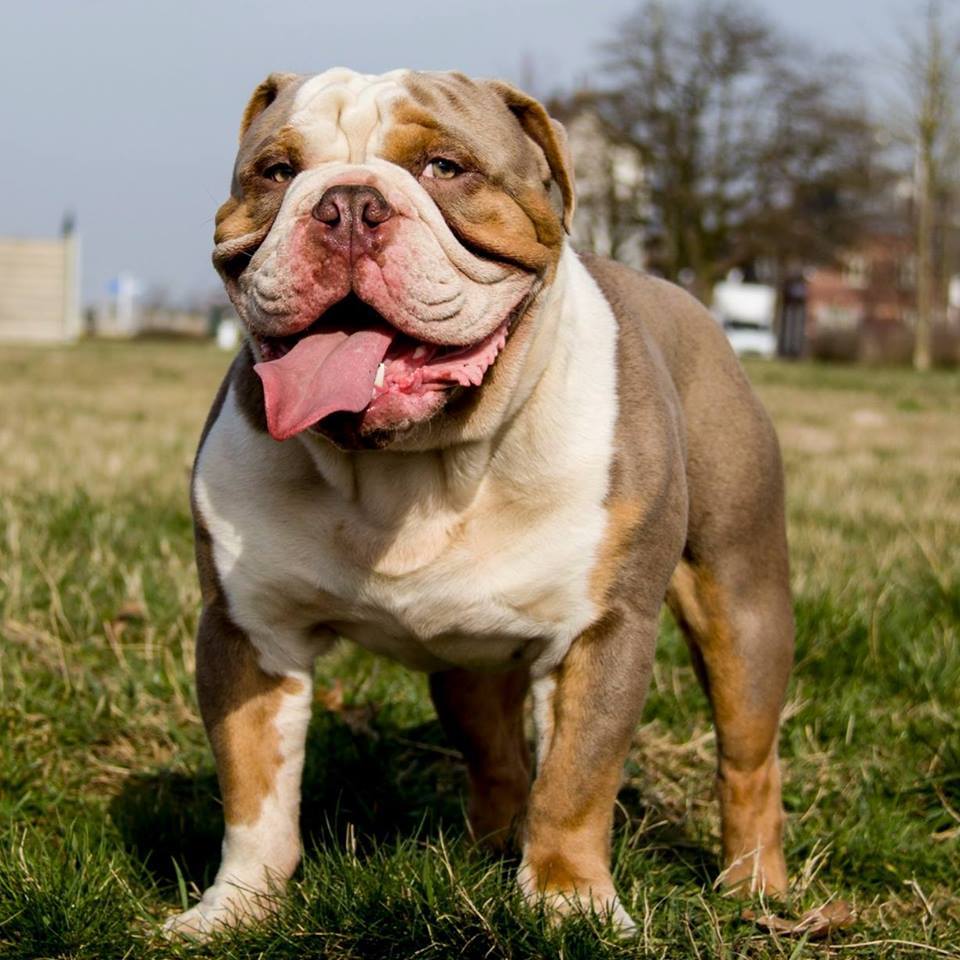 old english bulldog genesis remo rebelbullys