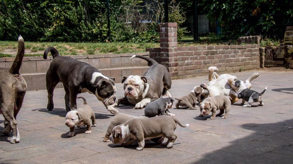 old english bulldogs