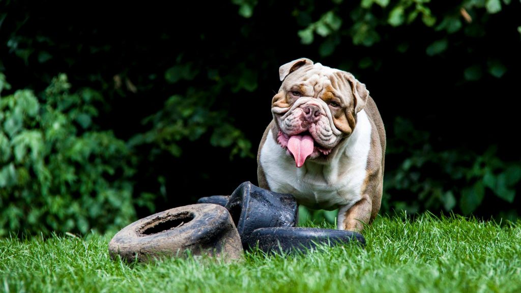 old english bulldog genesis remo rebelbullys