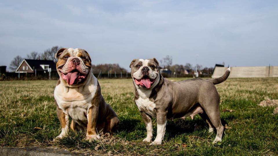 old english bulldog genesis remo rebelbullys