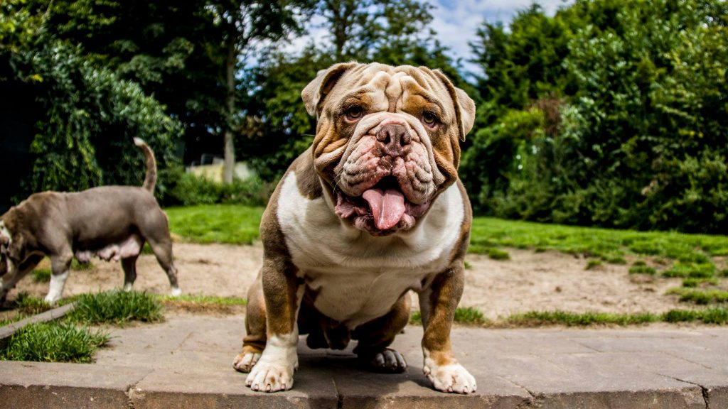 old english bulldog genesis remo rebelbullys