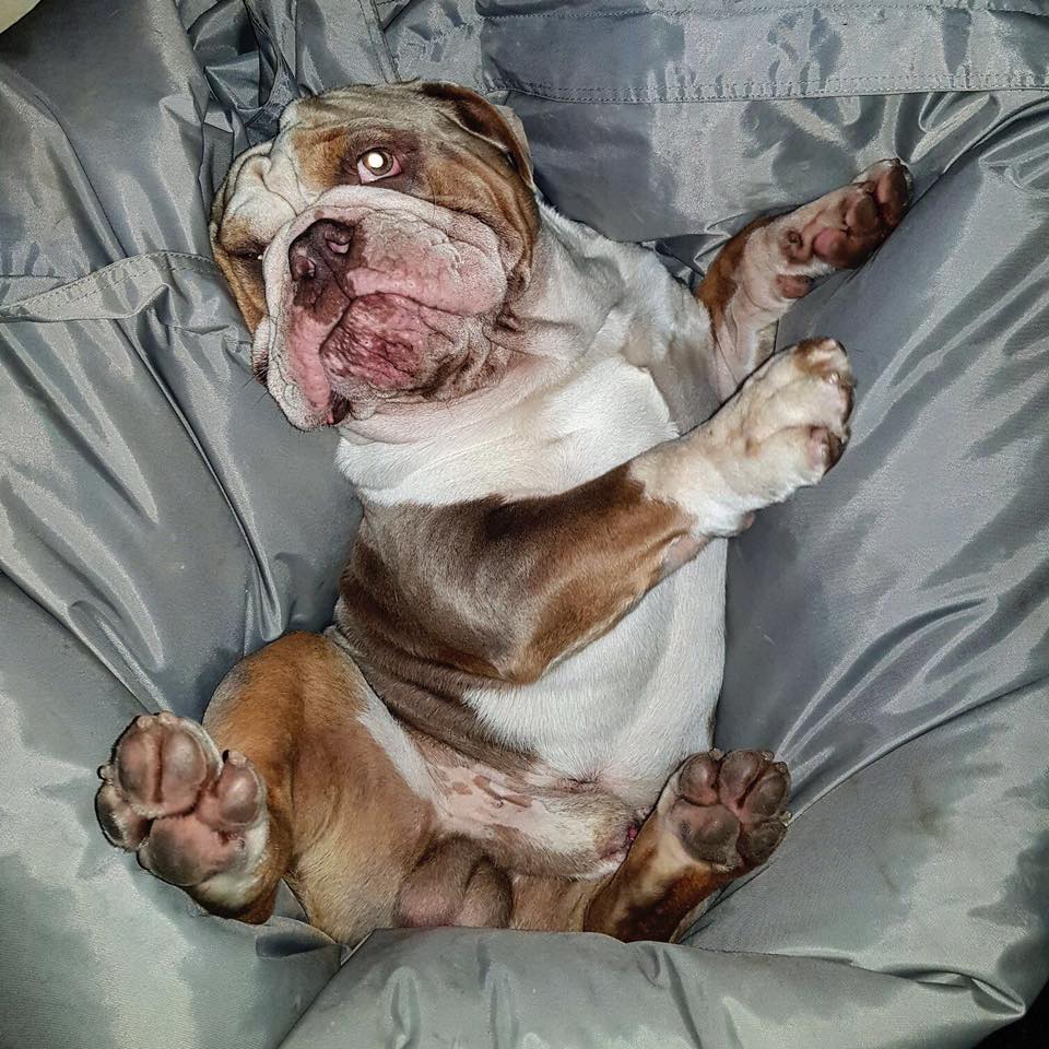 old english bulldog genesis remo rebelbullys