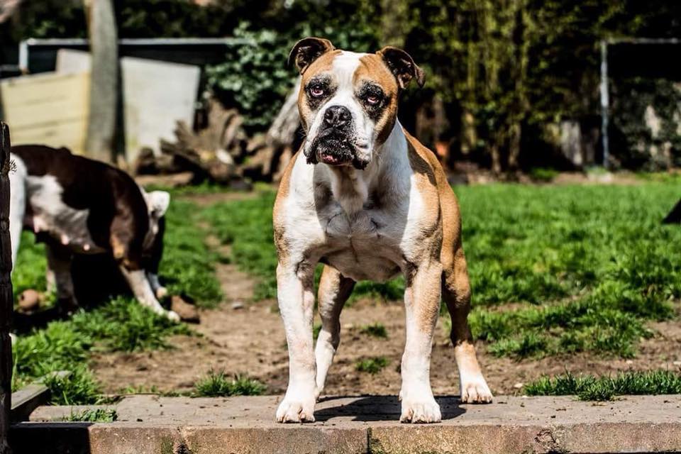 Rebel Old english bulldog