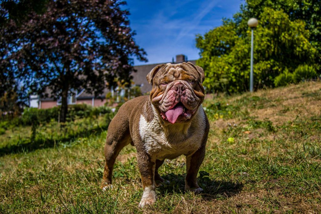 old english bulldog genesis remo rebelbullys