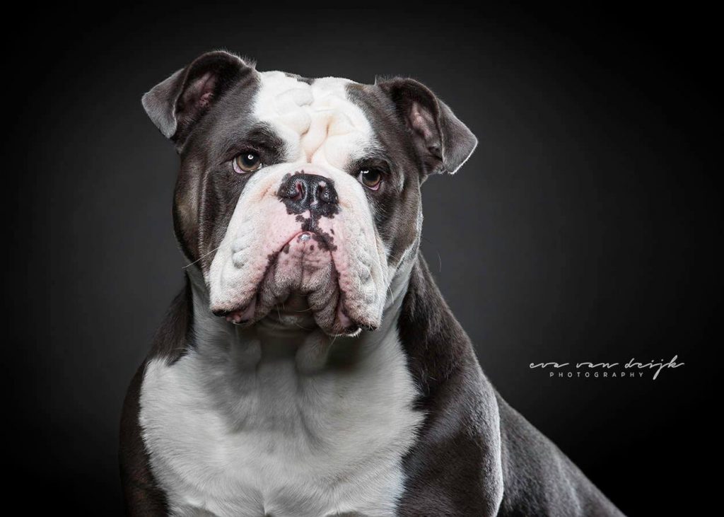 old english bulldog rebelbullys blue ivy