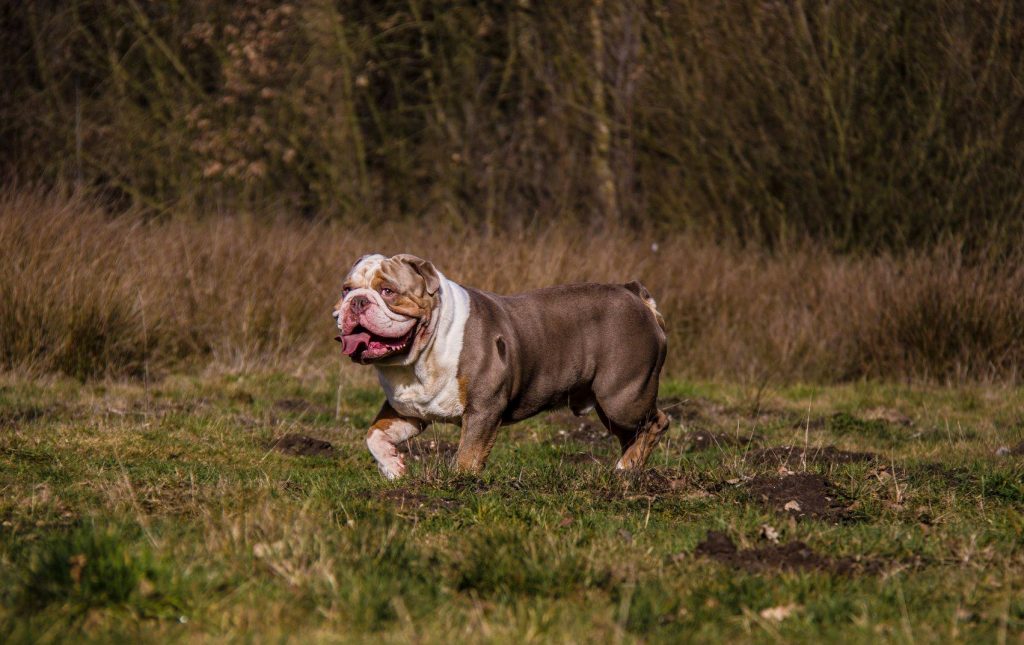 old english bulldog genesis remo rebelbullys