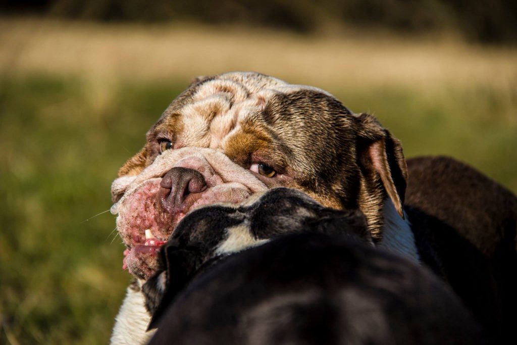 old english bulldog genesis remo rebelbullys